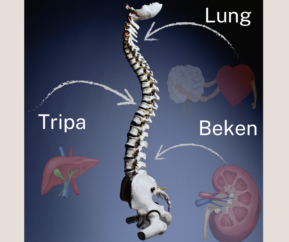 Rückenschmerzen aus Sicht der TTM